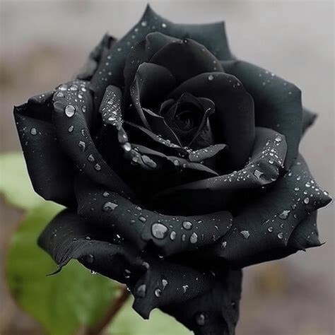 The Meaning And Symbolism Of A Black Rose On Your Journey