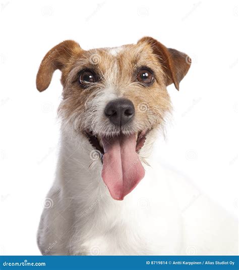 Jack Russell Terrier Smiling Stock Images Image 8719814