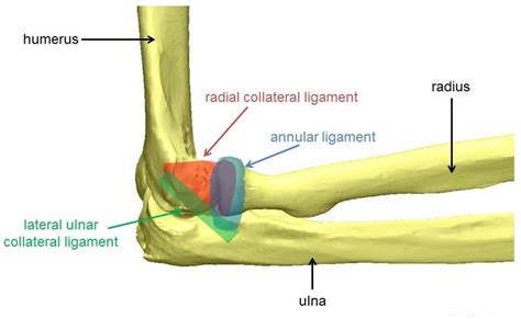 Figure From Optimizing The Rehabilitation Of Elbow Lateral