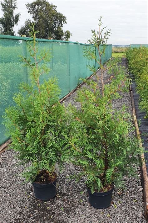 Thuja Hedging White Cedar Conifer Trees 5 Foot Hedging Uk