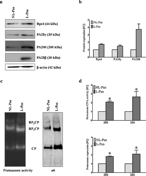 26s And 20s Assembled Proteasome And Regulators Are Increased In Download Scientific Diagram