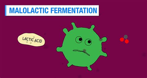 guildsomm international