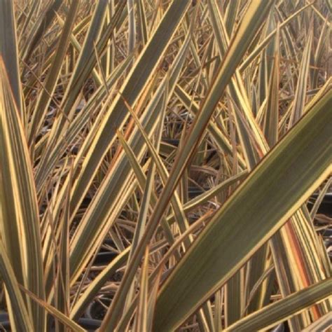 Buy Phormium Plants Online Phormium Shrubs For Uk Delivery