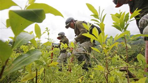 Perú Busca Erradicar 18 000 Hectáreas De Cultivos Ilegales De Hoja De