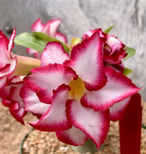 Top 95 Pictures Pictures Of Desert Rose Flowers Superb