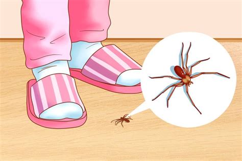 7 Formas Realmente Efectivas De Deshacerse De Los Insectos En Tu Casa