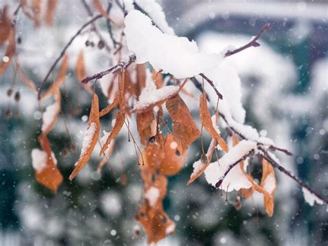 Premium Photo A Withered Branch Covered With Snow