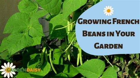 Growing French Beans In Your Garden Garden Daisy