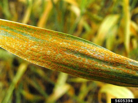 Stripe Rust Puccinia Striiformis F Sp Tritici