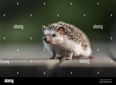 African Pygmy Hedgehog Stock Photo Alamy