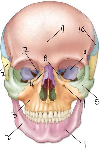 Anatomy Axial Bone Markings Identification Flashcards Quizlet