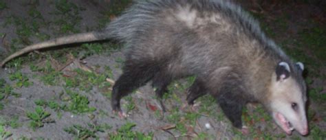 All about the opossum tail and what it is used for