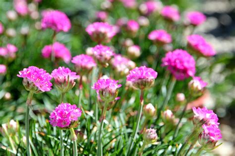 Armeria maritima — Native Revival Nursery