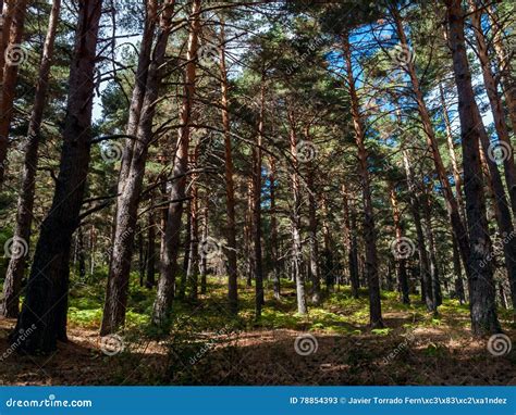 Bosque Del Pino En Cercedilla Imagen De Archivo Imagen De Plantas