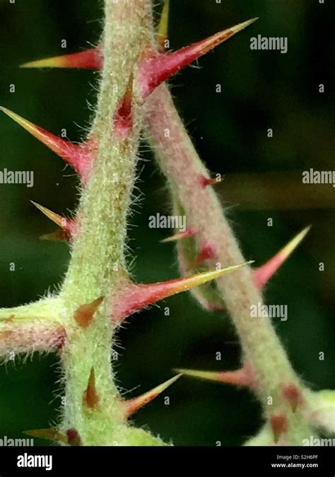 Thorns blackberry bramble hi-res stock photography and images - Alamy