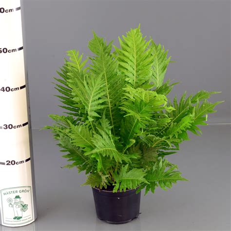 Blechnum Gibbum M Ster Gr Ns Blomsterlexikon