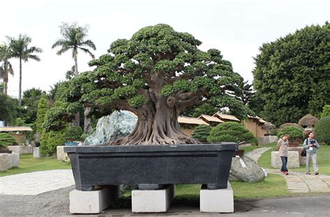 Top 10 Ficus Bonsai Trees Bonsai Empire