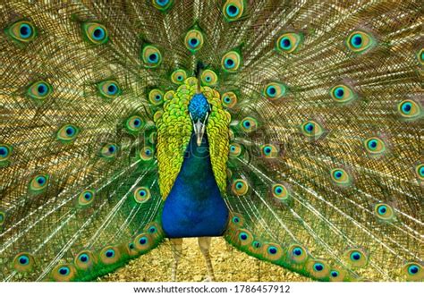 Close Beautiful Indian Male Peacock Bird Stock Photo 1786457912