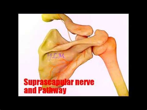 Suprascapular Nerve Pathway And Related Problem YouTube