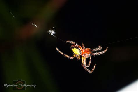 Tropical Orb Weaver Project Noah