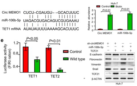 Molecular Cancer最新发表应用arraystar Circular Rna芯片研究肝癌的文章 康成生物丨数谱生物