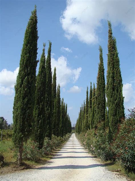 Cypresses Gang Di Tuscany Terkenal Budaya Romantis Foto Latar Belakang