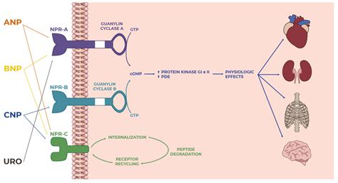 Ijms Free Full Text The Natriuretic Peptide System A Single Entity