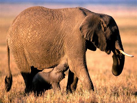 Encyclopaedia of Babies of Beautiful Wild Animals: Animal Society ...