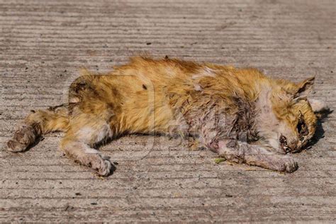 Dead Cat On Road