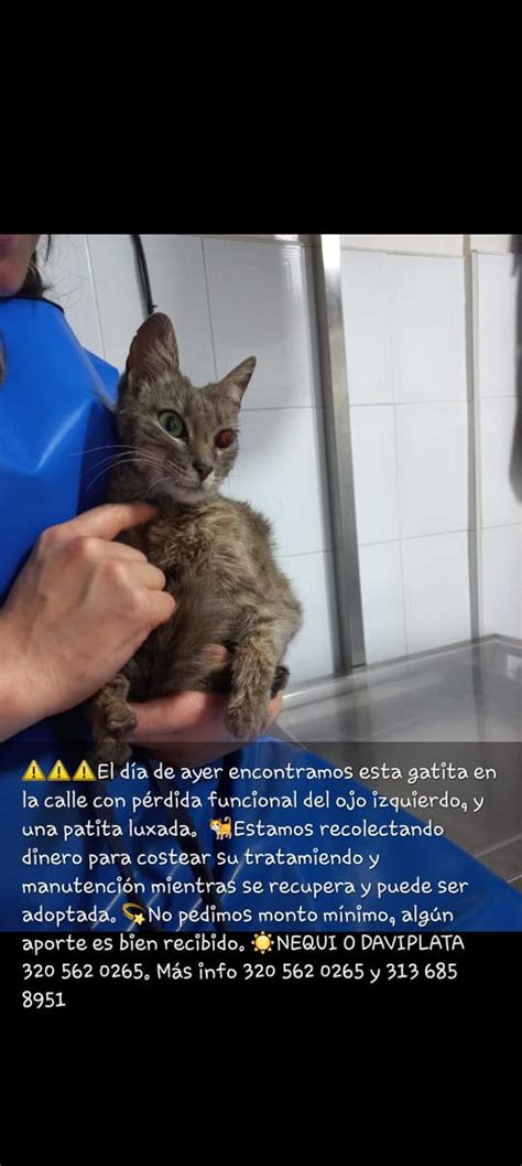 Positiva Fm Tunja On Twitter Serviciosocial Gatico Este Gato Se