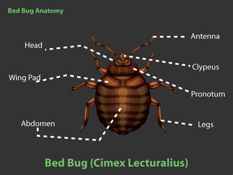 Blood Sucking Tiny Monsters Bed Bugs Maximum Pest Control Services