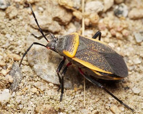 Mottled Orange And Black Bug Largus Cinctus Bugguidenet