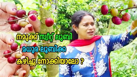 സവററ ലബ ഈസയയ വളർതത Sweet lubi Farming Tips Madura Lubi