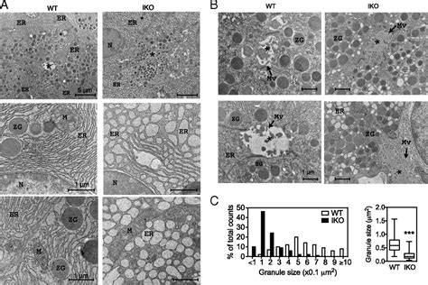 Sel1l Is Indispensable For Mammalian Endoplasmic Reticulum Associated