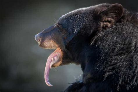 Animal Tongues Gallery Of Weird Tongue Pics Of Animals