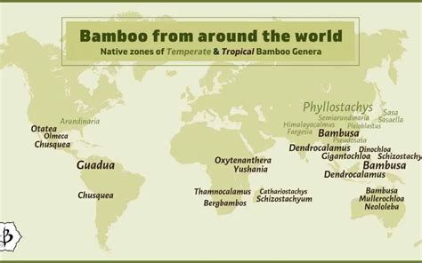 Bamboo Infographics Presenting Facts About Bamboo Bambu Batu