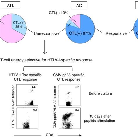 Selective Loss Or Anergy Of Tax Specific CTLs In A Subset Of ACs