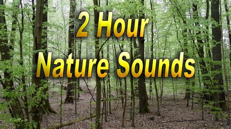 Hour Nature Sound Relaxation Soothing Forest Birds Singing Relaxing