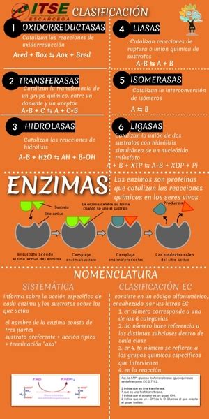 Enzimas Clasificacion Y Nomenclatura