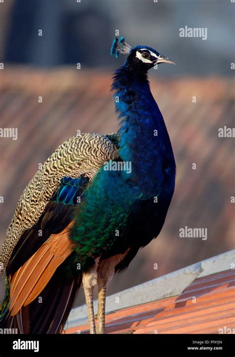 Peahen Bird Hi Res Stock Photography And Images Alamy