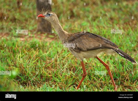 Red Legged Seriema Chunga Burmeisteri Stock Photo Alamy