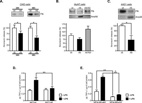 Fibronectin And Tnf α Secretion In Anxa6 Overexpressing Cells A