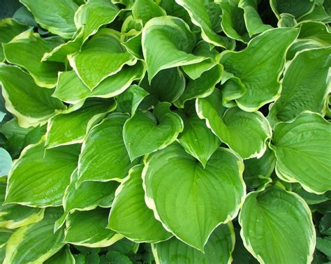 Hosta Fortunei Summer Fragrance Hosta Trajnice Katalog