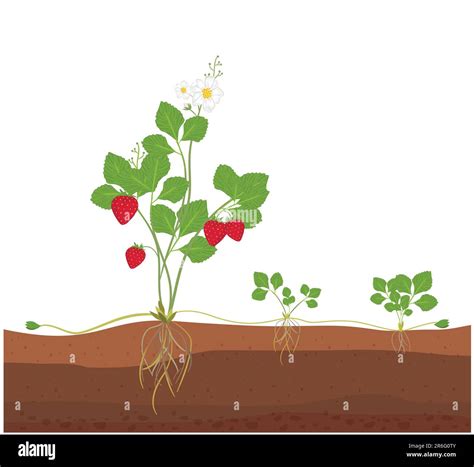 Una Ilustración De Una Planta De Fresa Que Presenta El Proceso De Reproducción Asexual