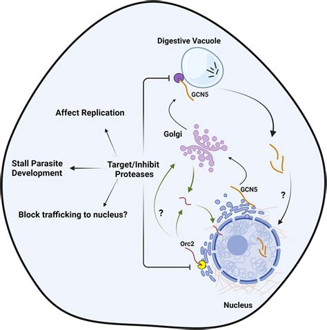 Frontiers Targeting Proteases And Proteolytic Processing Of Unusual N