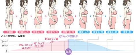 コンプリート！ 妊娠 子宮の位置 177289 妊娠 子宮の位置 変化