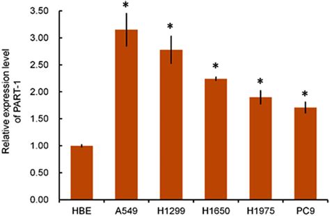 The LncRNA Prostate Androgen Regulated Transcript 1 PART 1 Promotes