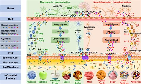 Microbiota Gut Brain Axis