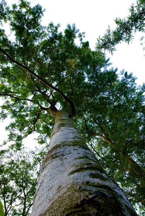 Bildet Tre Natur Skog Gress Gren Anlegg Himmel Blad Blomst