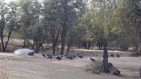 Turkey Capture Feb 2014 Nwtf Huachuca Goulds Chapter Sierra Vista